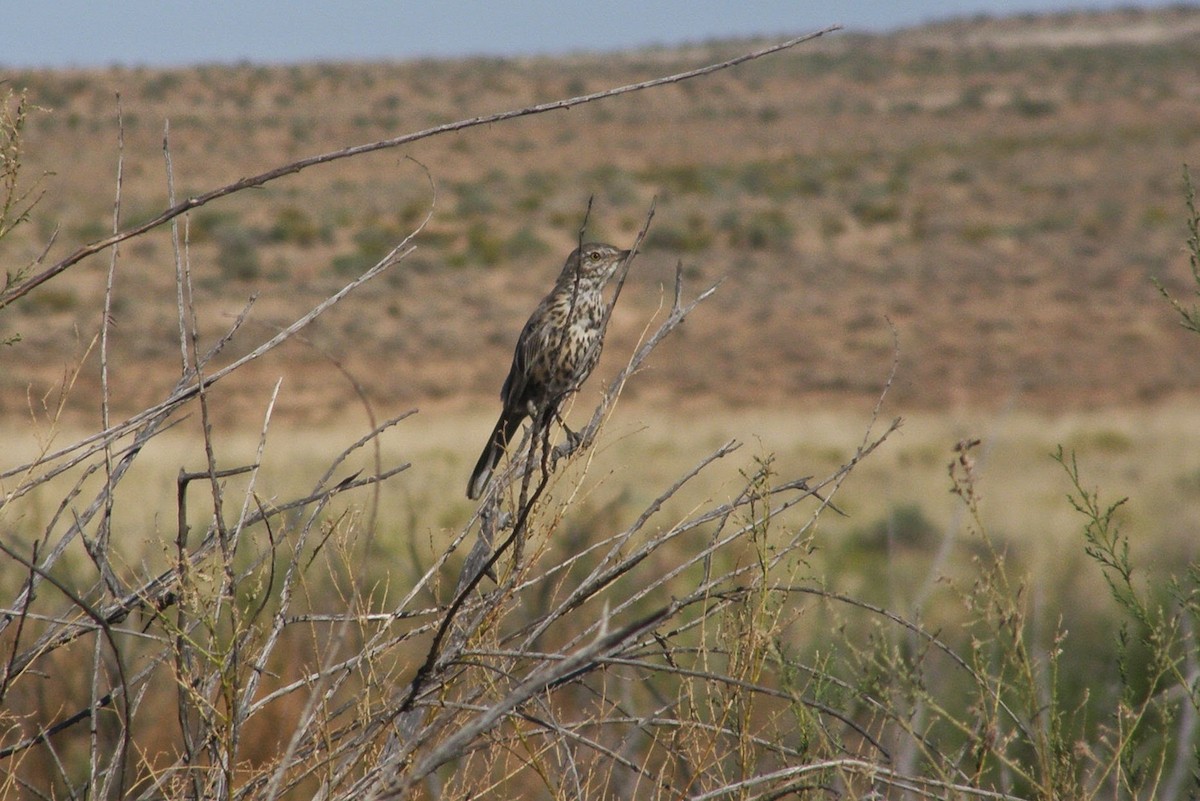 Sage Thrasher - ML33237041