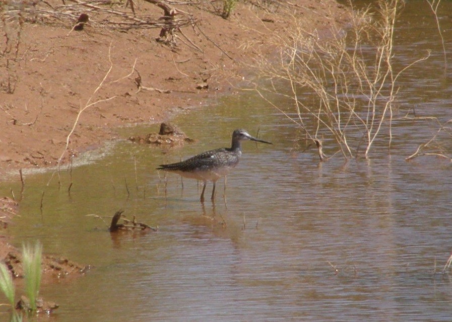 Greater Yellowlegs - ML33237061