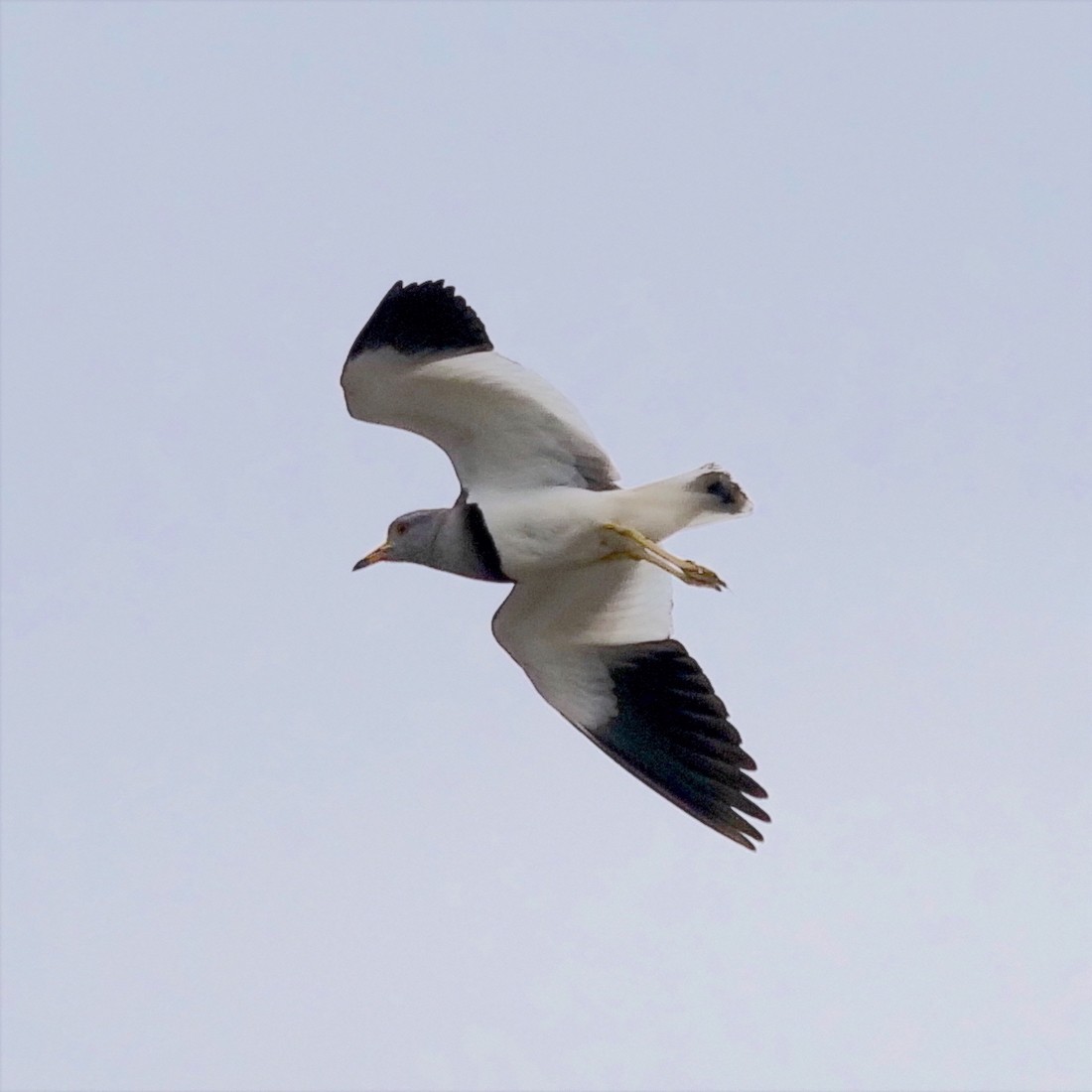 Gray-headed Lapwing - ML332370761