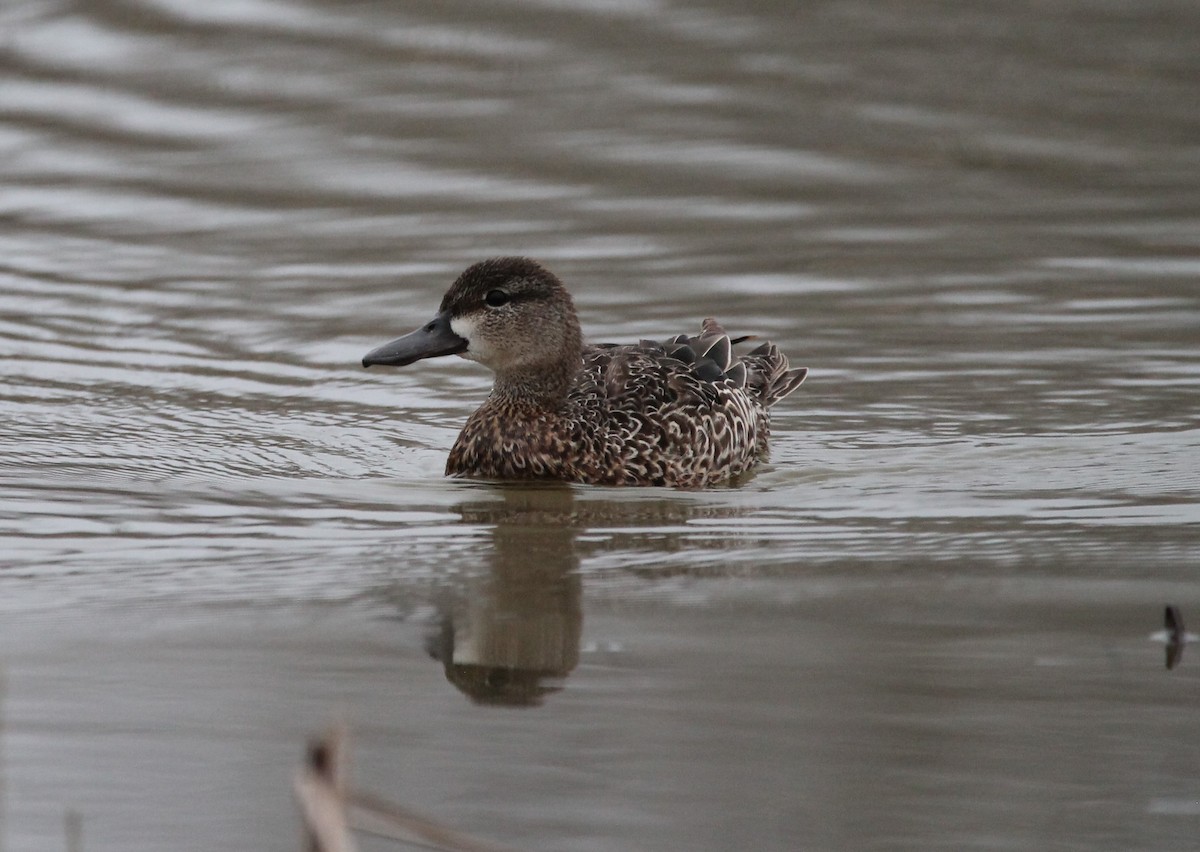 Blue-winged Teal - Trent Massey