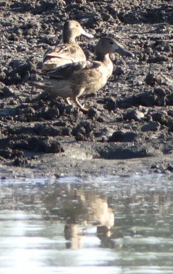 Blue-winged Teal - ML332371861