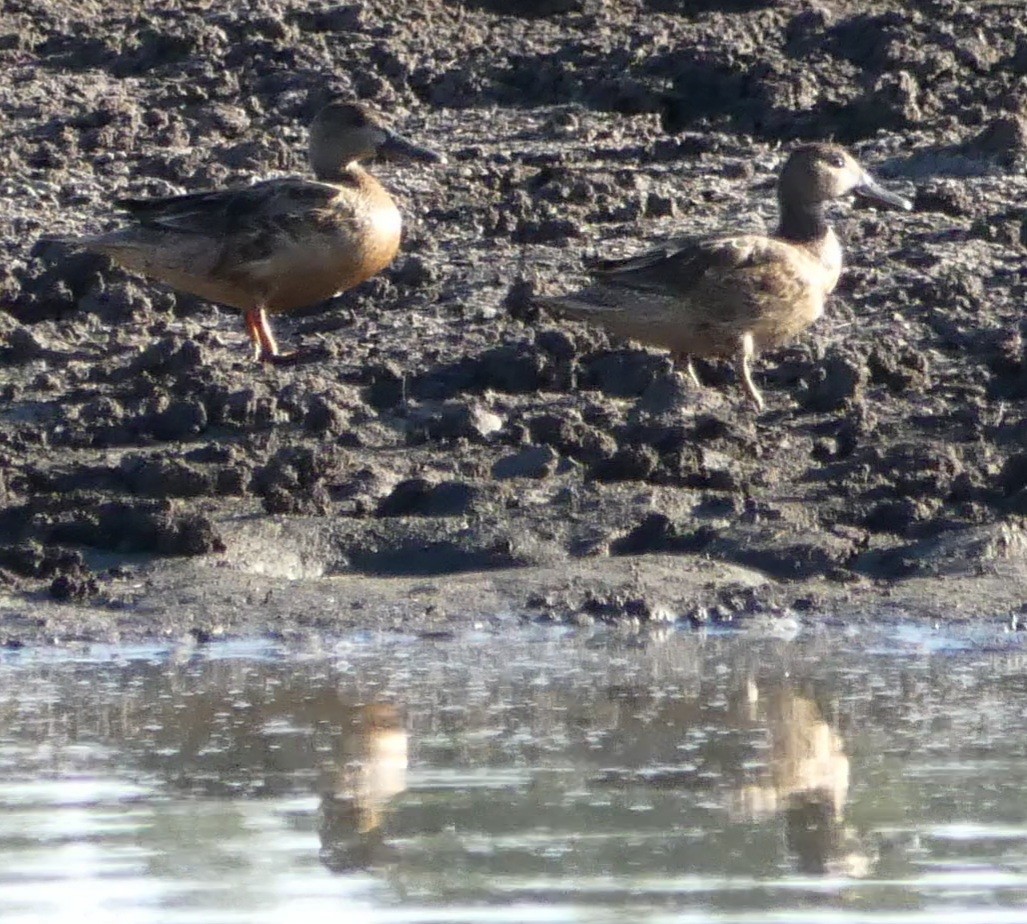 Blue-winged Teal - ML332371881