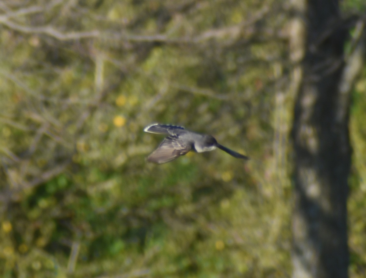 Eastern Kingbird - ML332371901