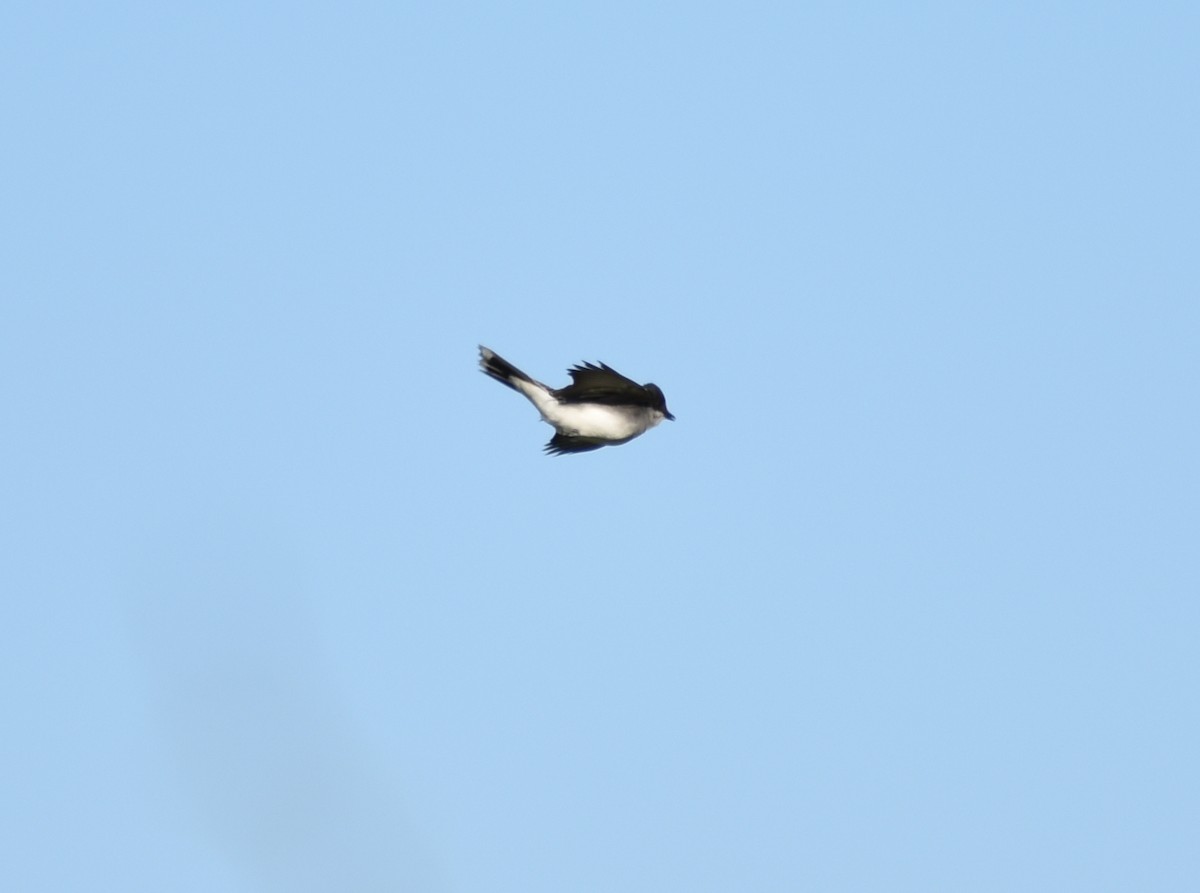 Eastern Kingbird - ML332371921
