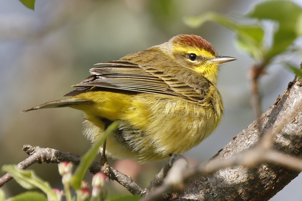 Palm Warbler - ML332372701