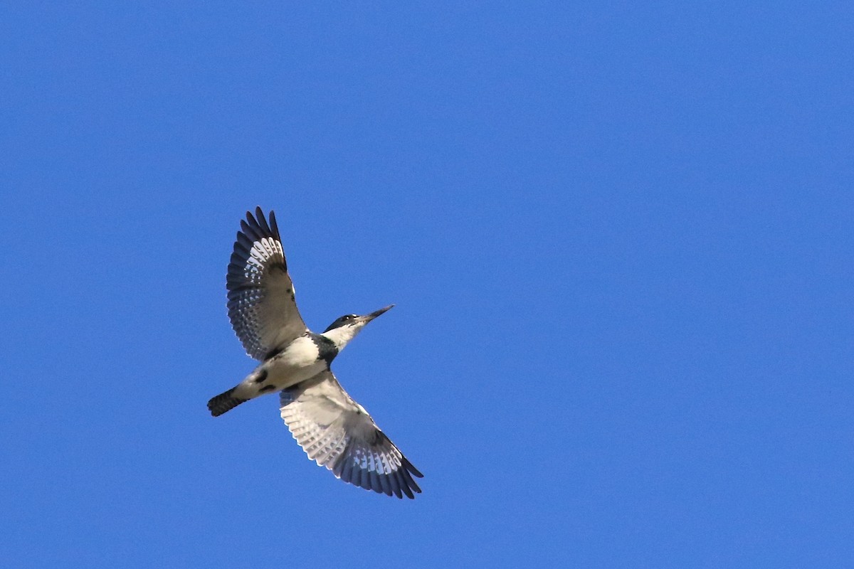 Belted Kingfisher - ML332372891