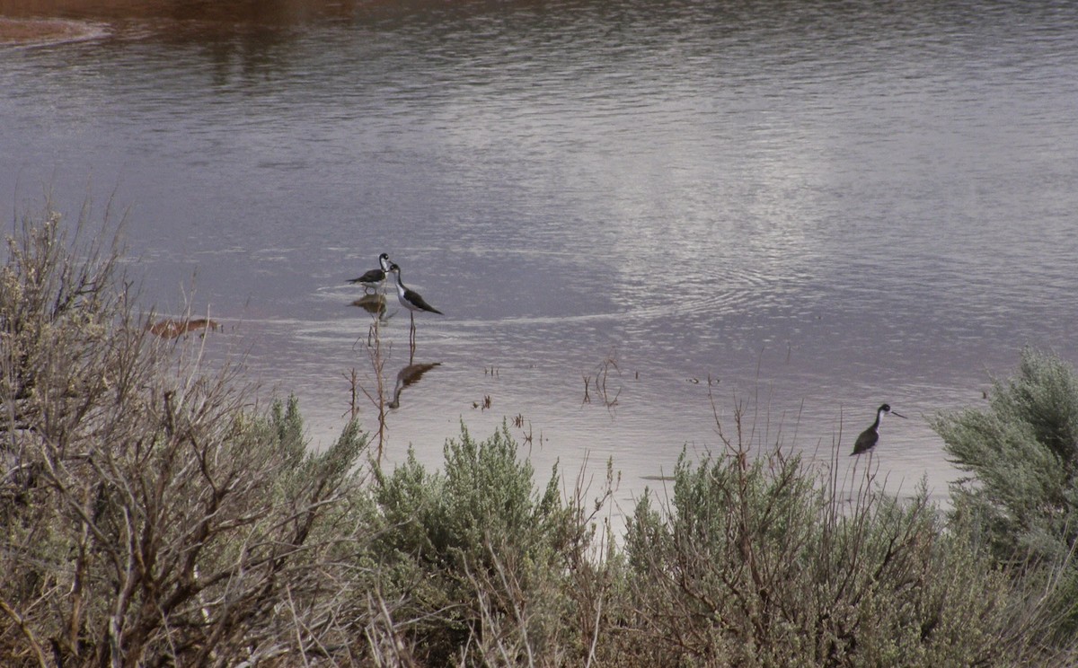 Black-necked Stilt - Shawn Langston