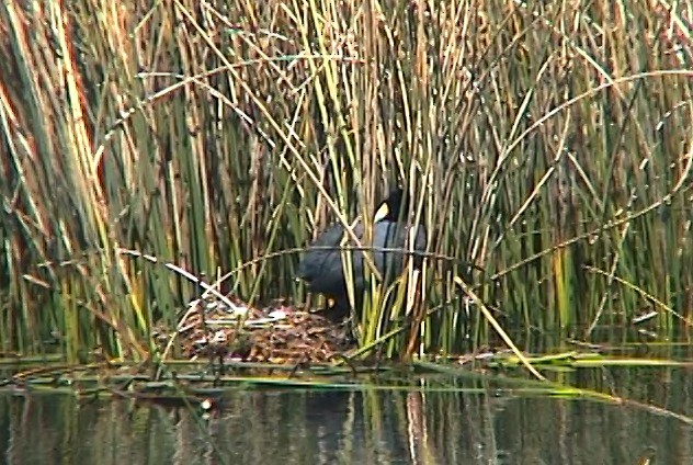 Slate-colored Coot - Josep del Hoyo