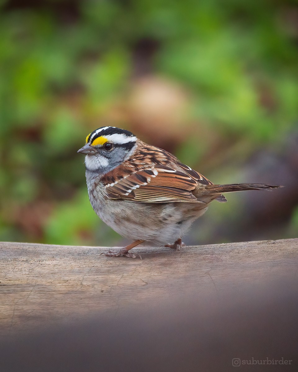 White-throated Sparrow - ML332374531