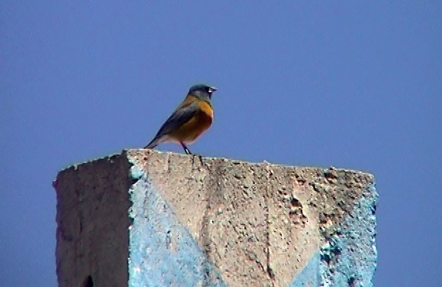 Peruvian Sierra Finch - Josep del Hoyo