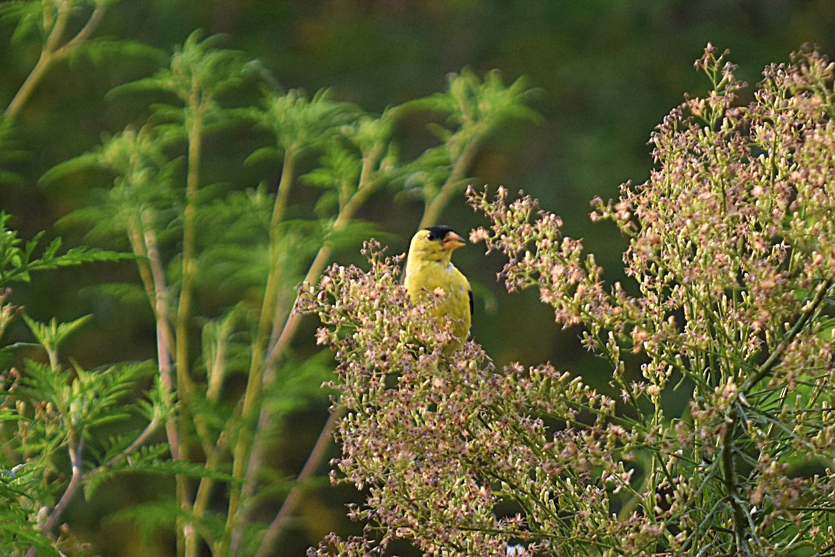 American Goldfinch - ML33237501