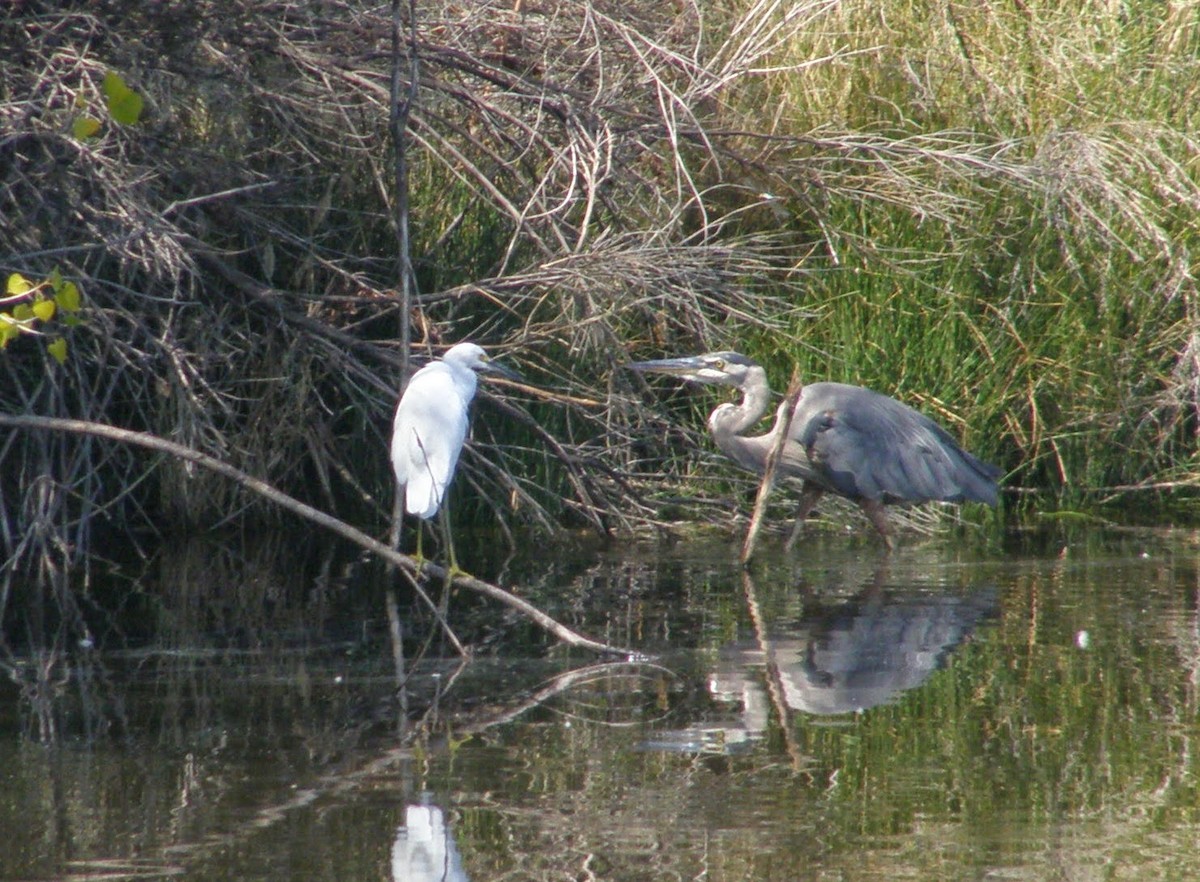 Snowy Egret - Shawn Langston