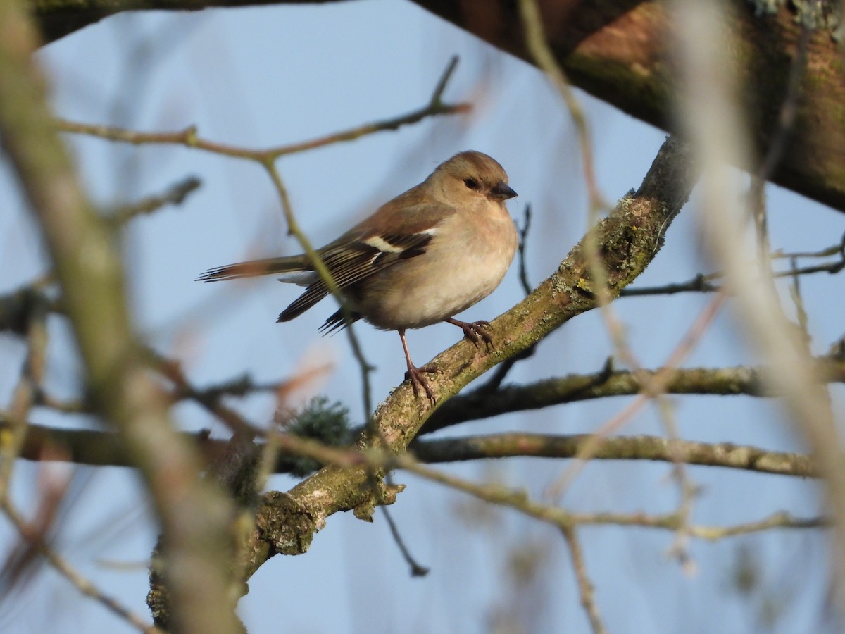 Common Chaffinch - ML332377011