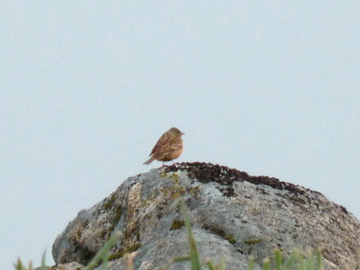 Ortolan Bunting - ML332377691