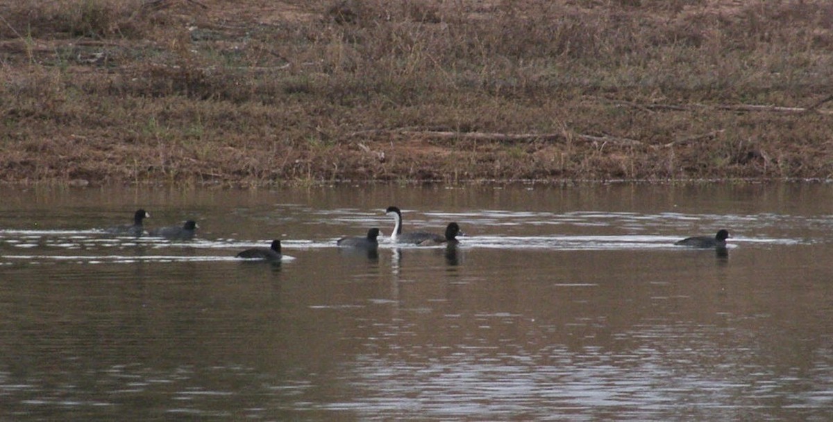 Ring-necked Duck - ML33237781