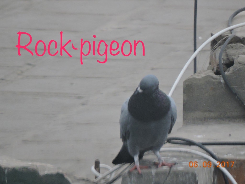 Rock Pigeon (Feral Pigeon) - Valerie Hollinger