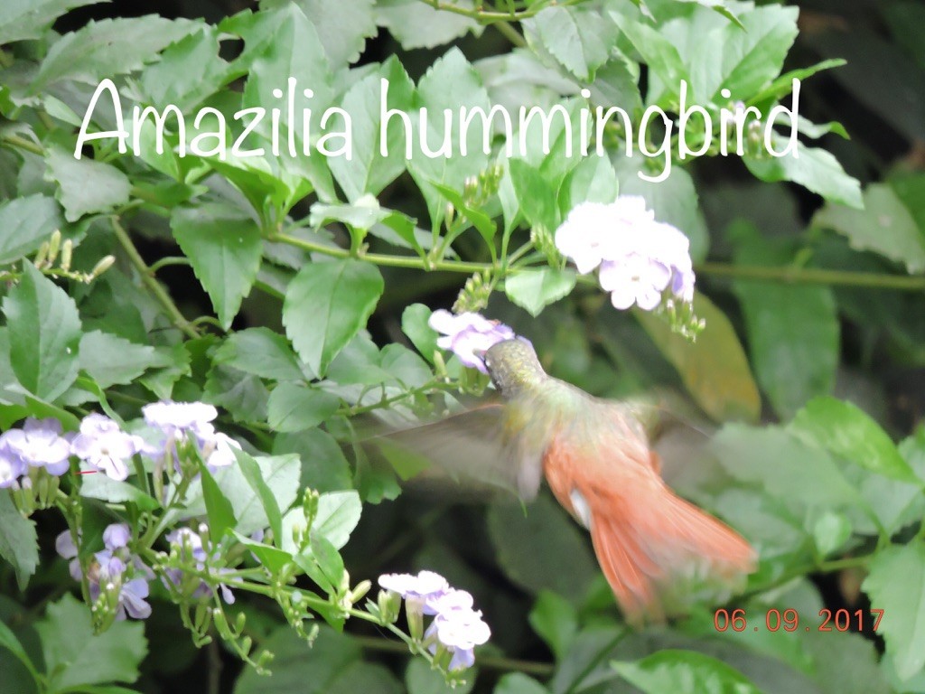 Amazilia Hummingbird - Valerie Hollinger