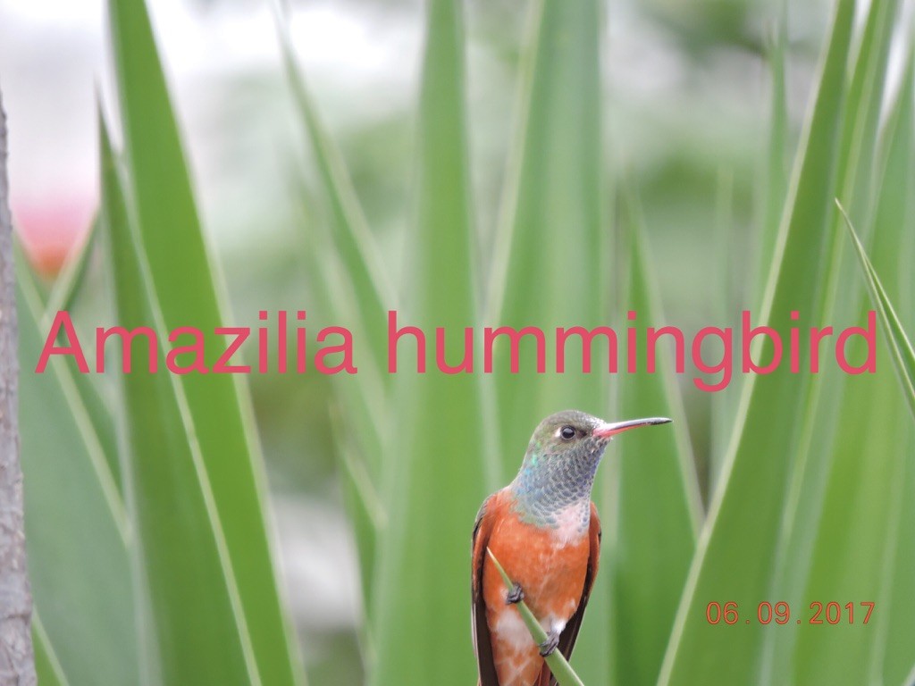 Amazilia Hummingbird - Valerie Hollinger
