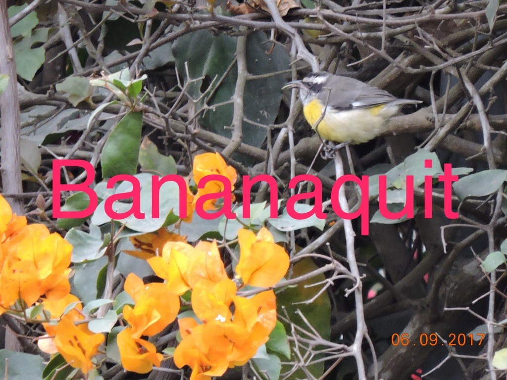 Bananaquit - ML332378741