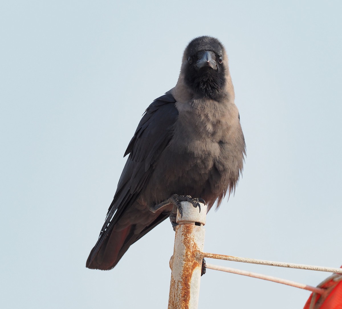 House Crow - ML332378951