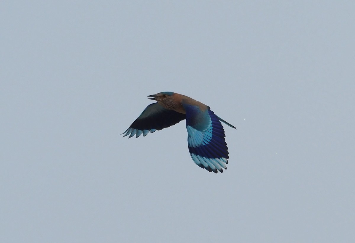 Indian Roller - Martin Meier