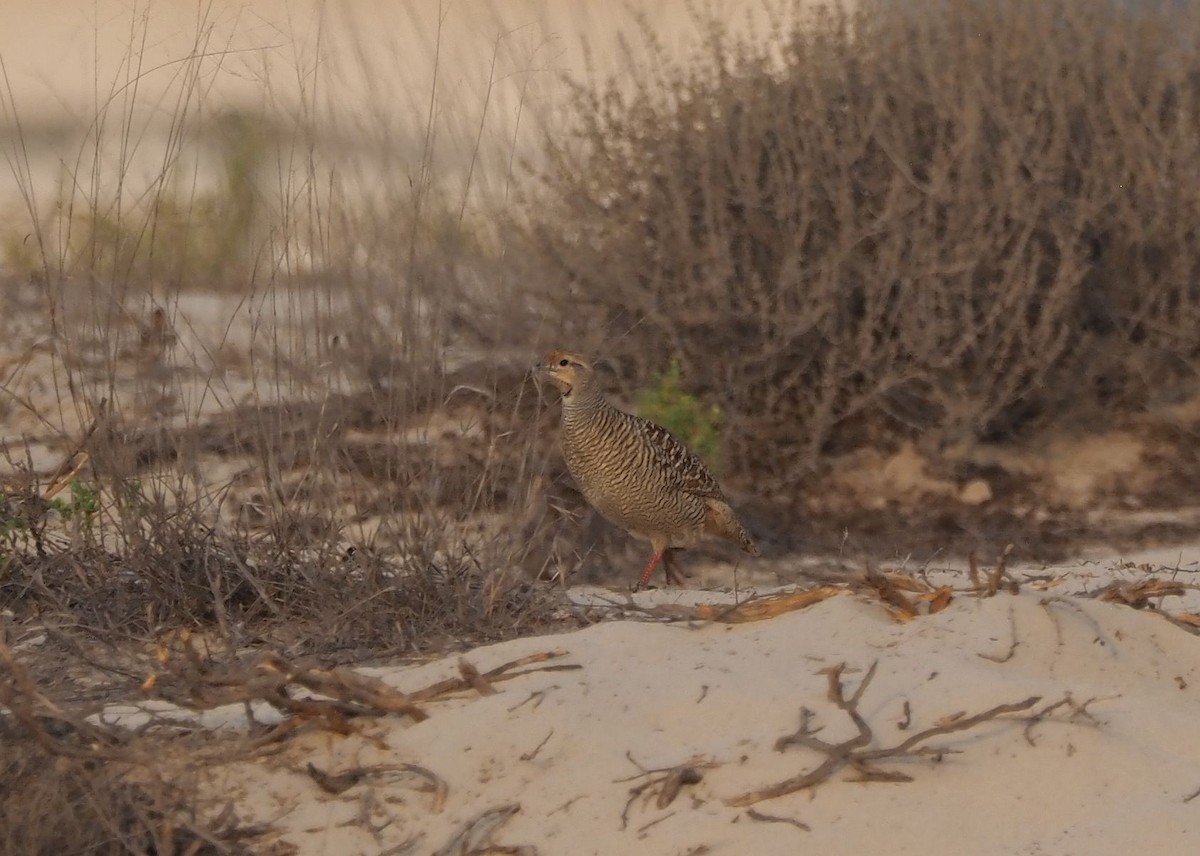 Gray Francolin - Martin Meier