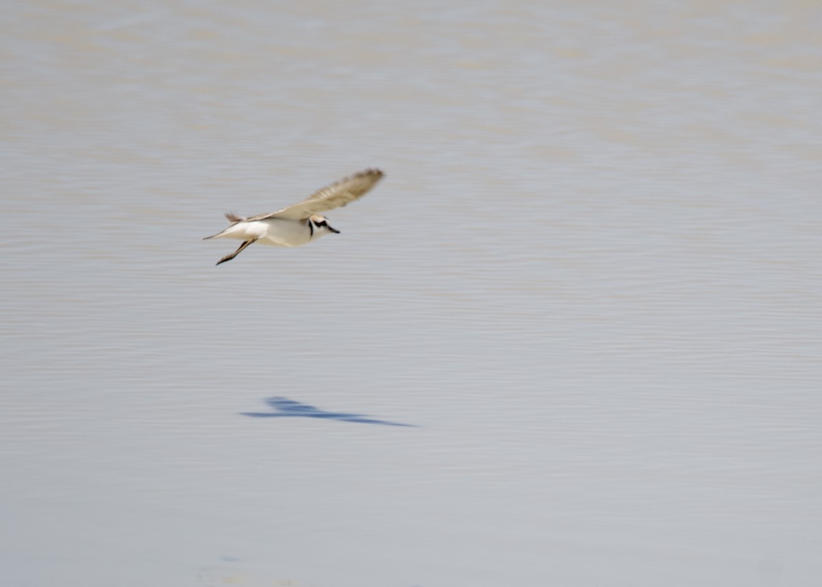 Snowy Plover - Kanayo Rolle