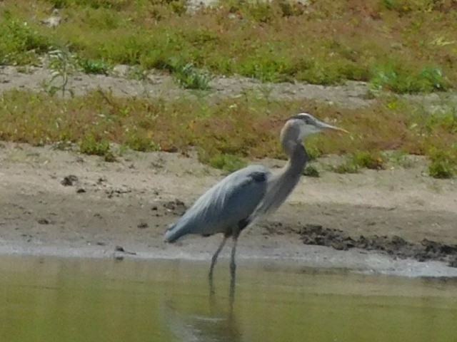 Great Blue Heron - ML332379451