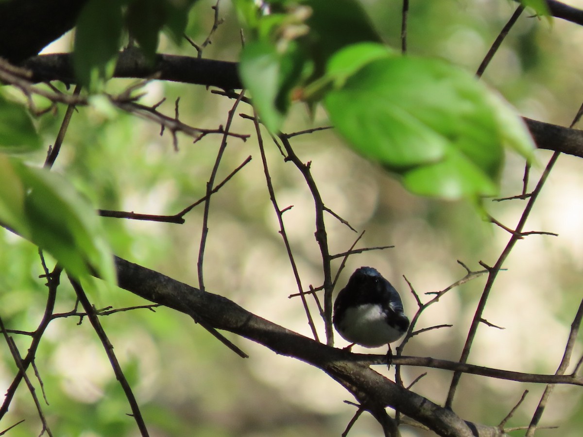 Black-throated Blue Warbler - ML332379791