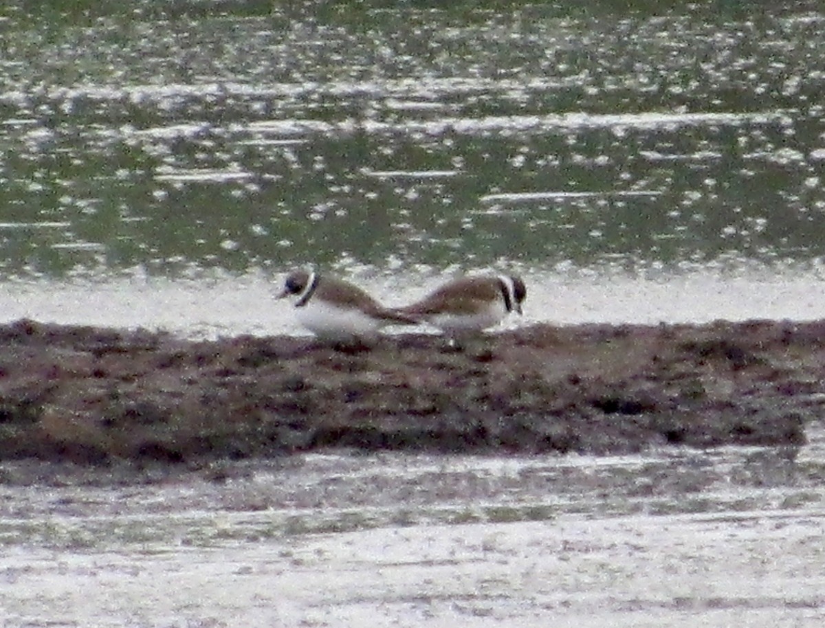 Semipalmated Plover - ML332381641