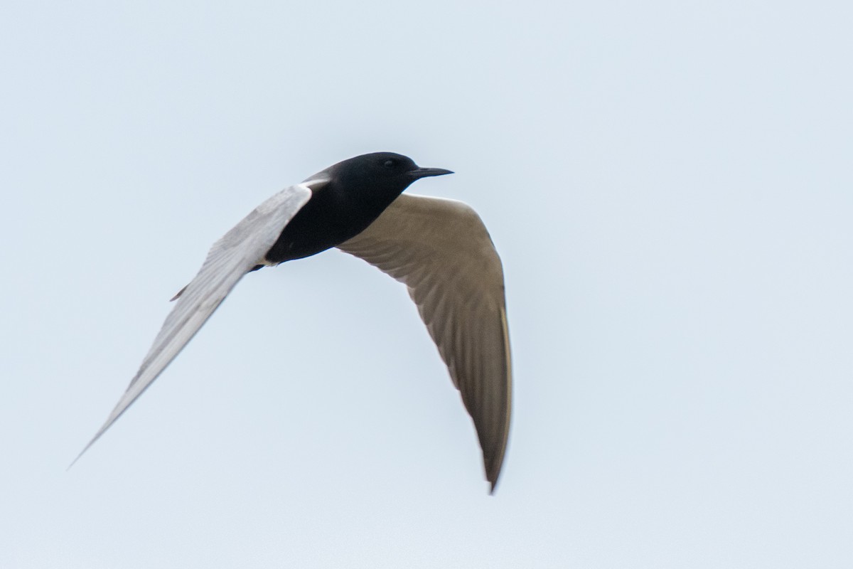 Black Tern - Graham Deese
