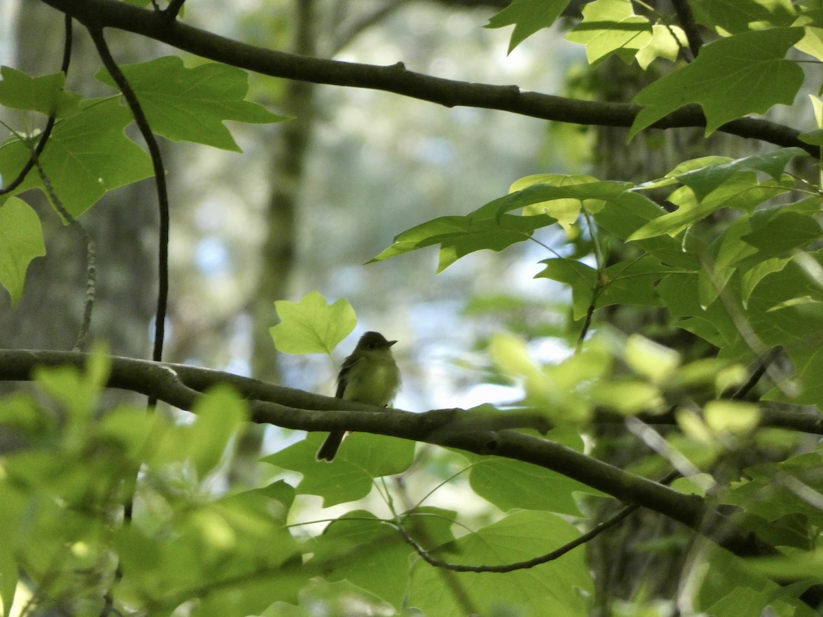 Acadian Flycatcher - ML332384151