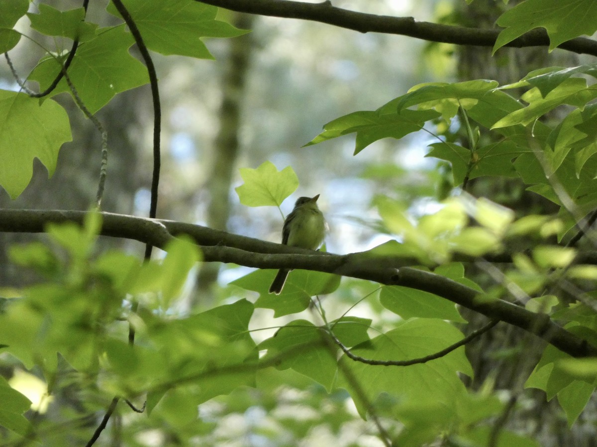 Acadian Flycatcher - ML332384221