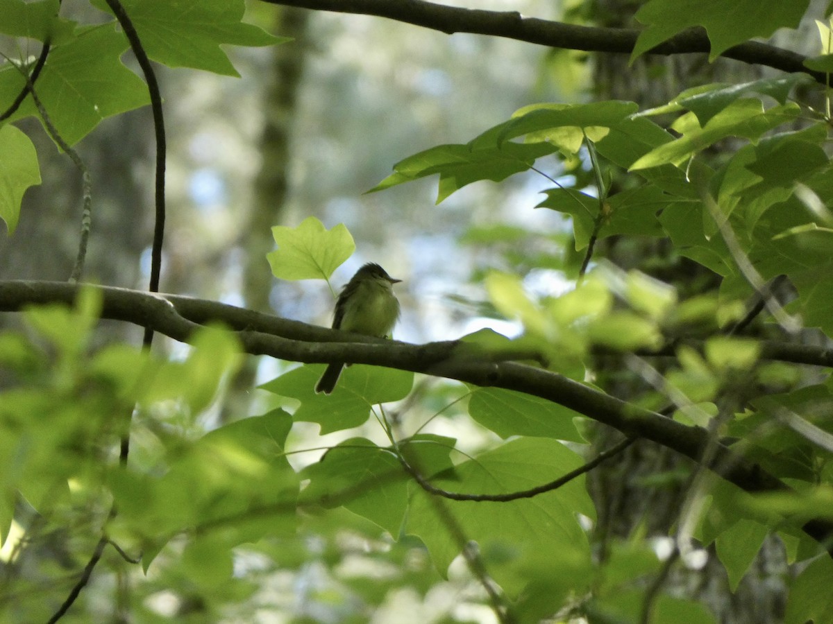 Acadian Flycatcher - ML332384291