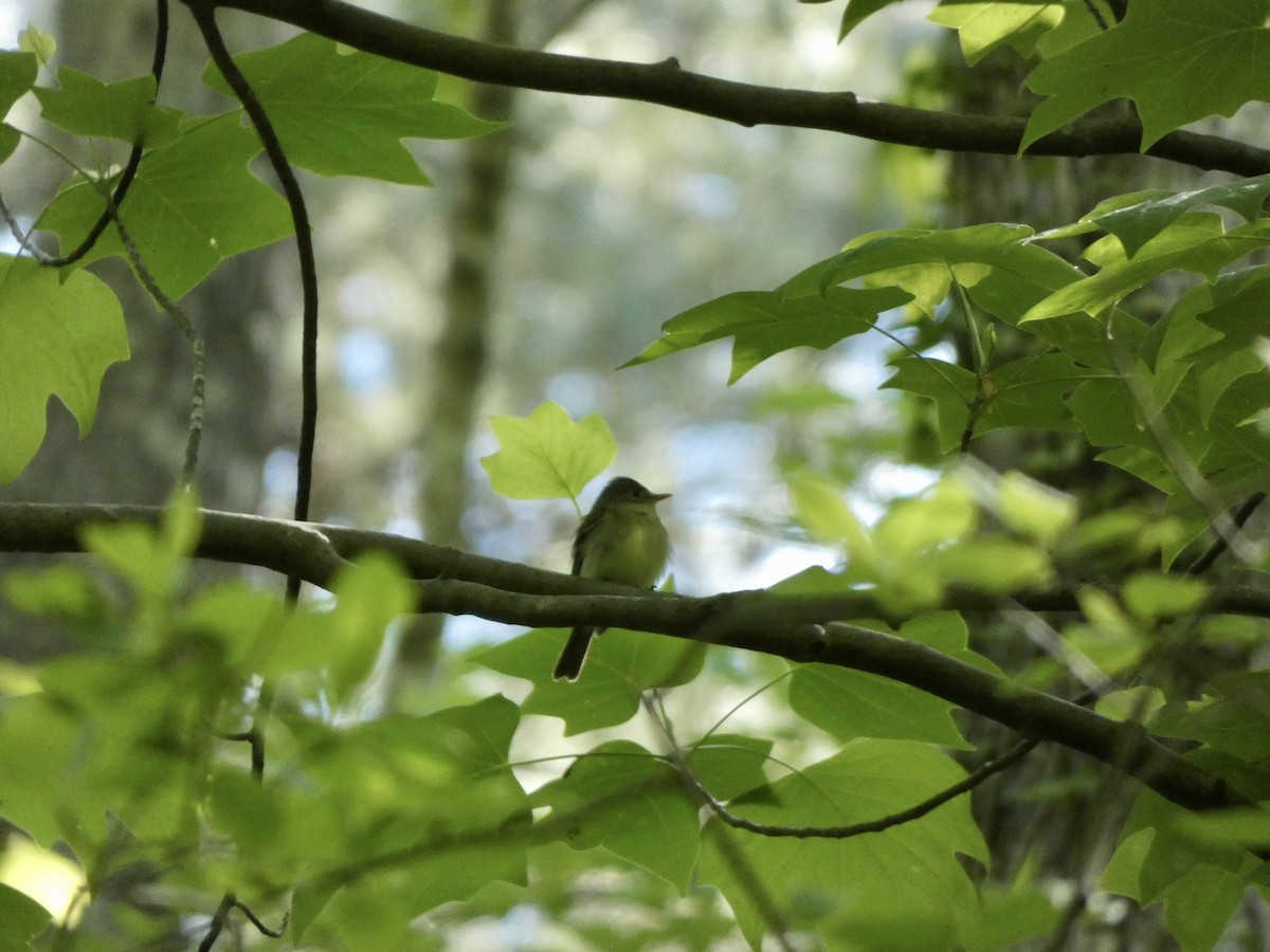 Acadian Flycatcher - ML332384351