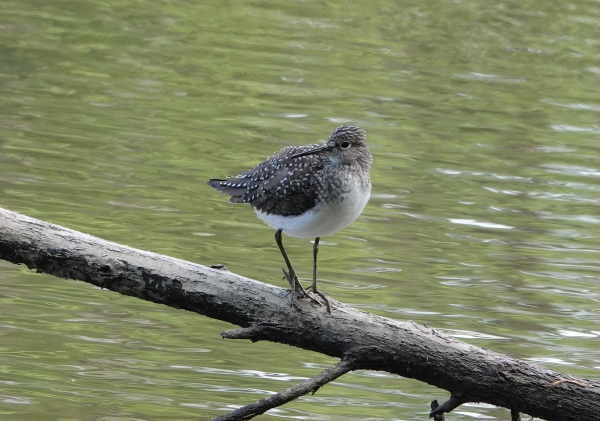 Solitary Sandpiper - ML332384371