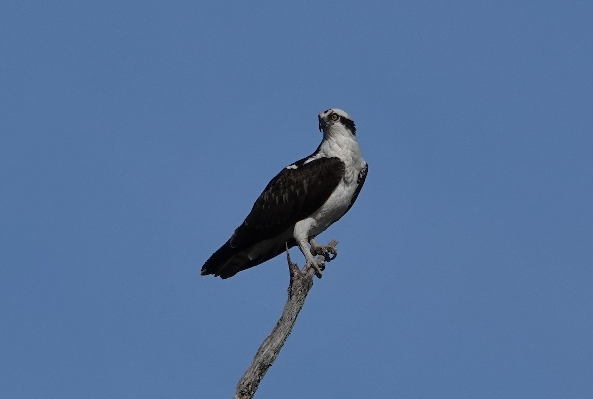 Osprey - ML332384461