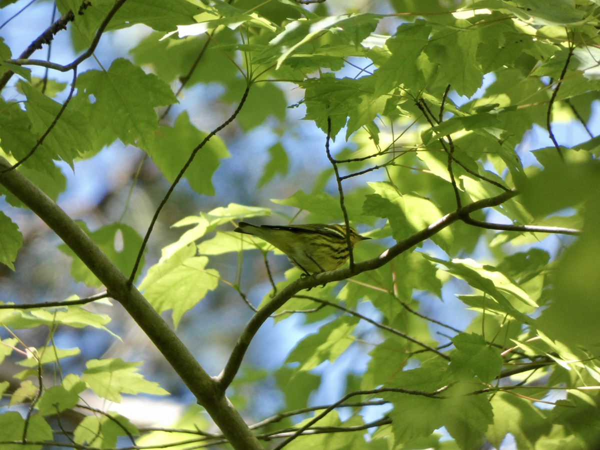 Cape May Warbler - ML332385181