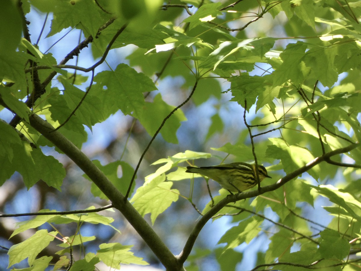 Cape May Warbler - Noah Rokoske