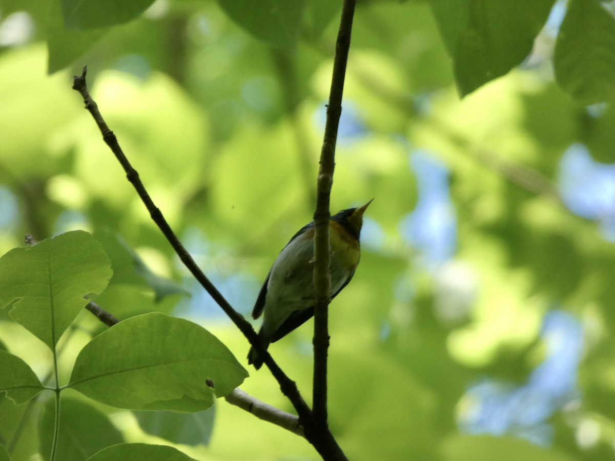 Northern Parula - ML332385671