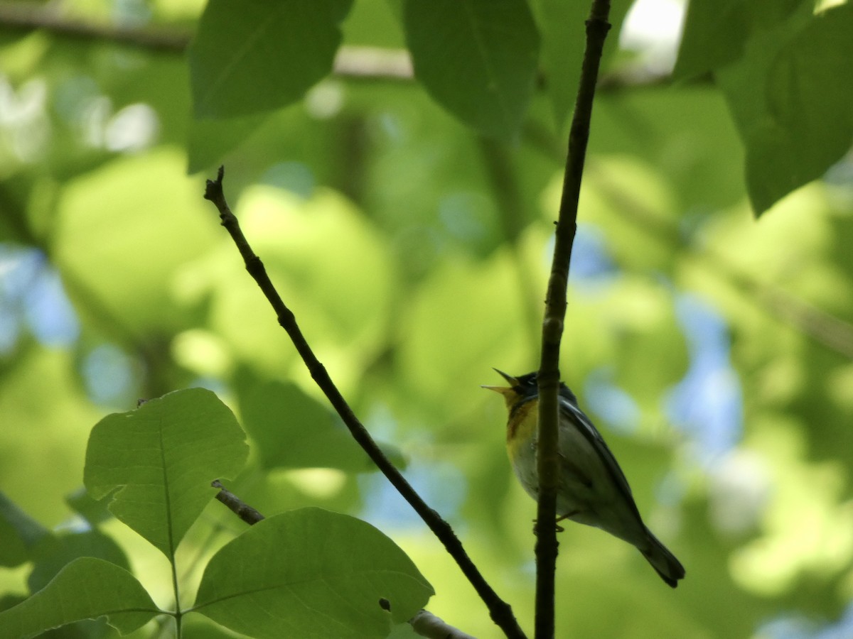 Northern Parula - ML332385791