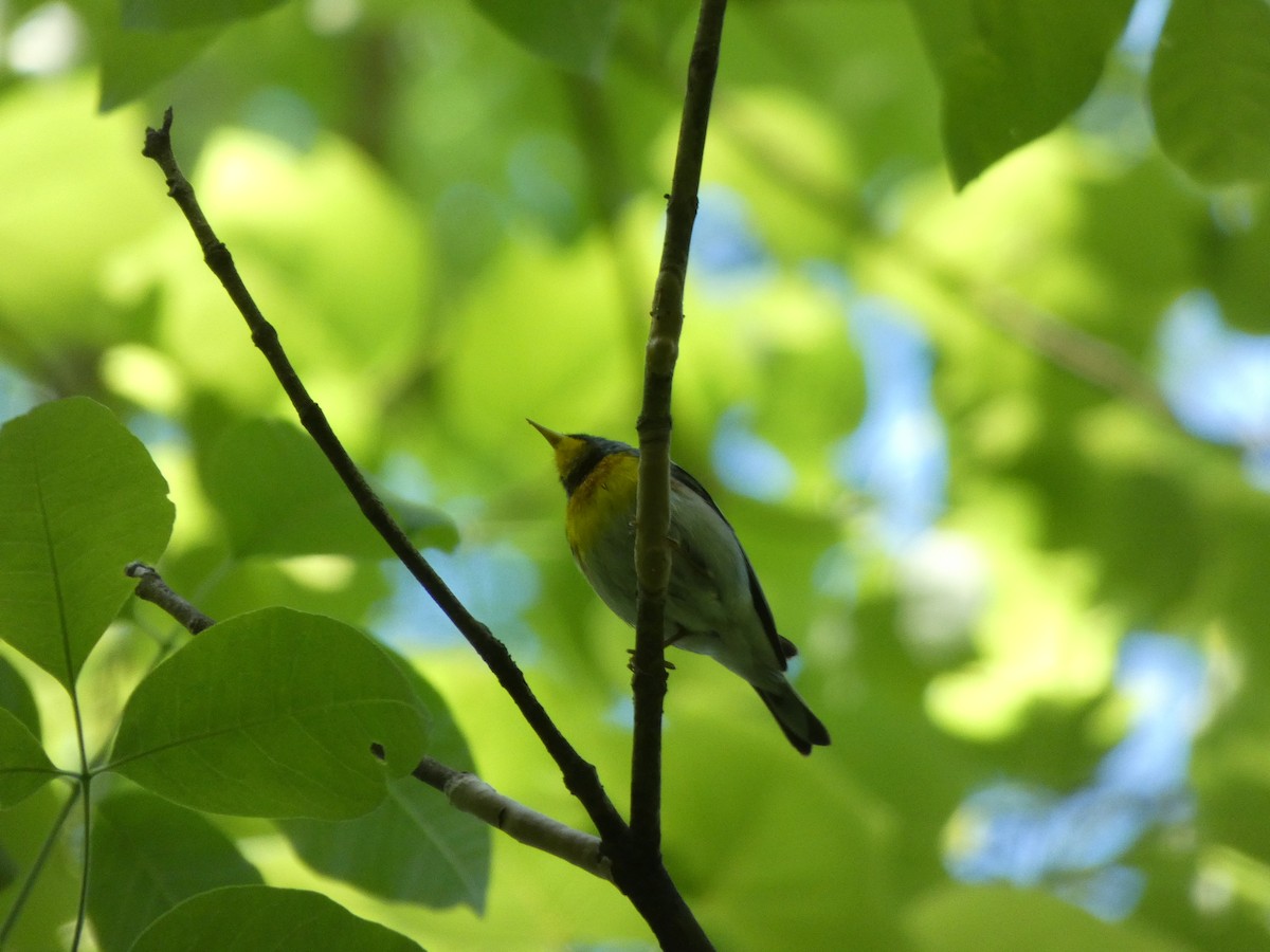 Parula Norteña - ML332386001