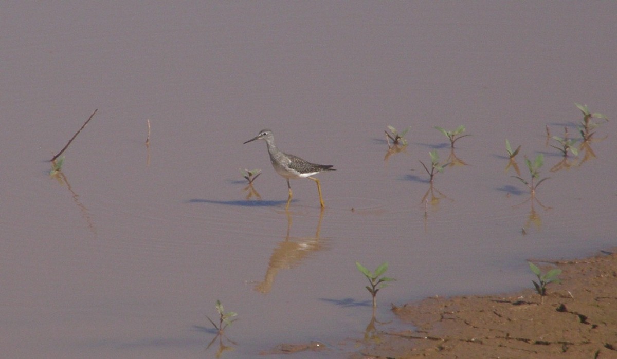 Lesser Yellowlegs - ML33238621