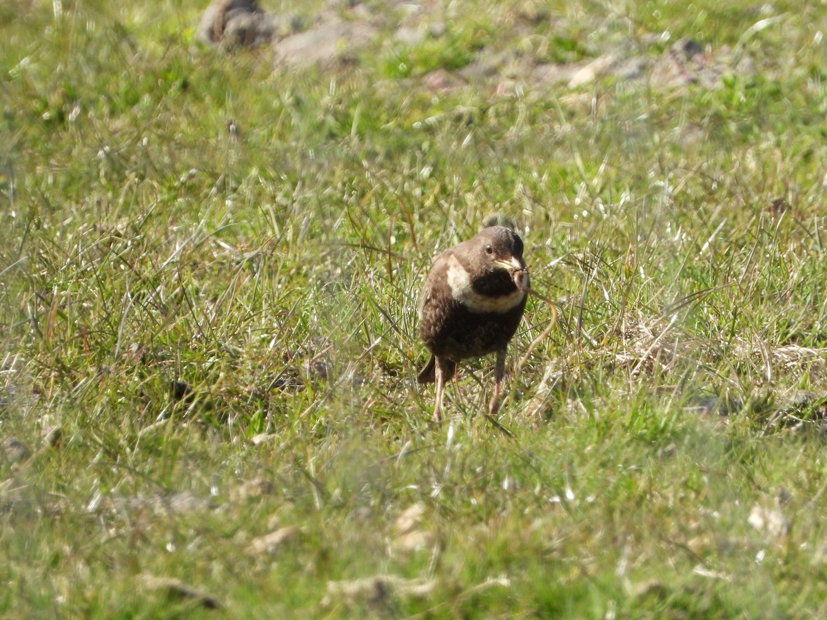 Ring Ouzel - ML332388131