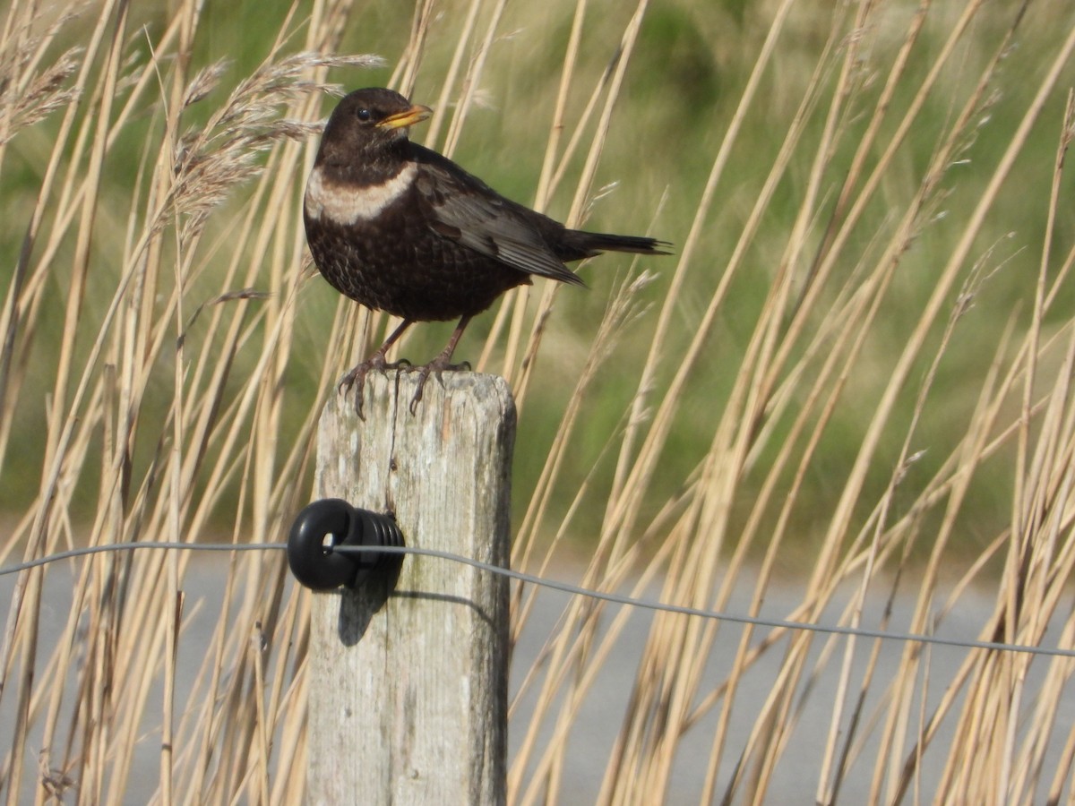 Ring Ouzel - ML332388671