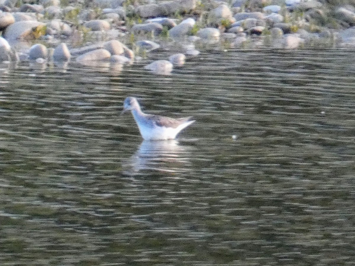 Common Greenshank - ML332388721