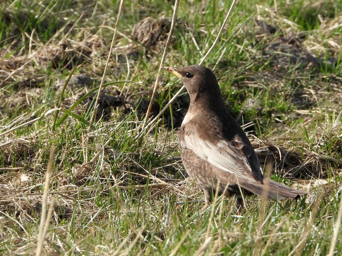 Ring Ouzel - ML332390481