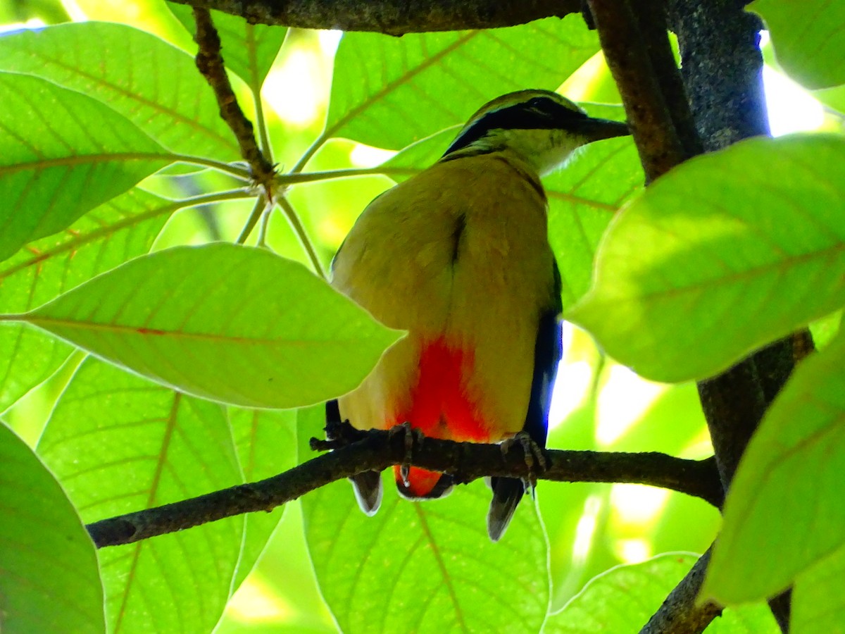 Indian Pitta - Arvind Gajbhiye