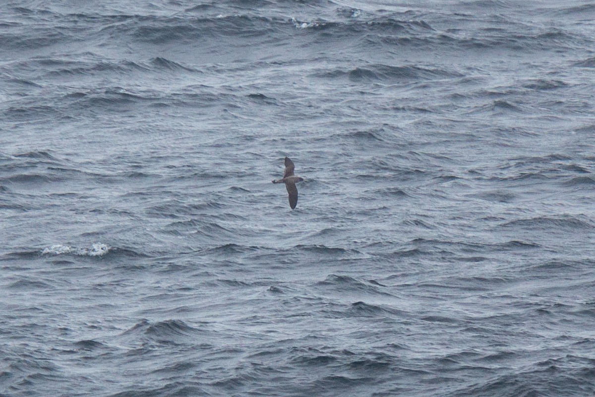 Cory's Shearwater - ML332391761