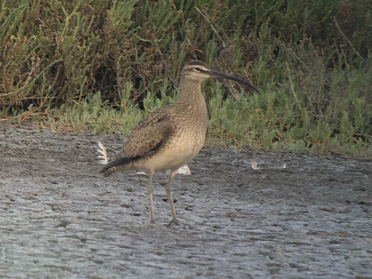 Whimbrel - ML332392191